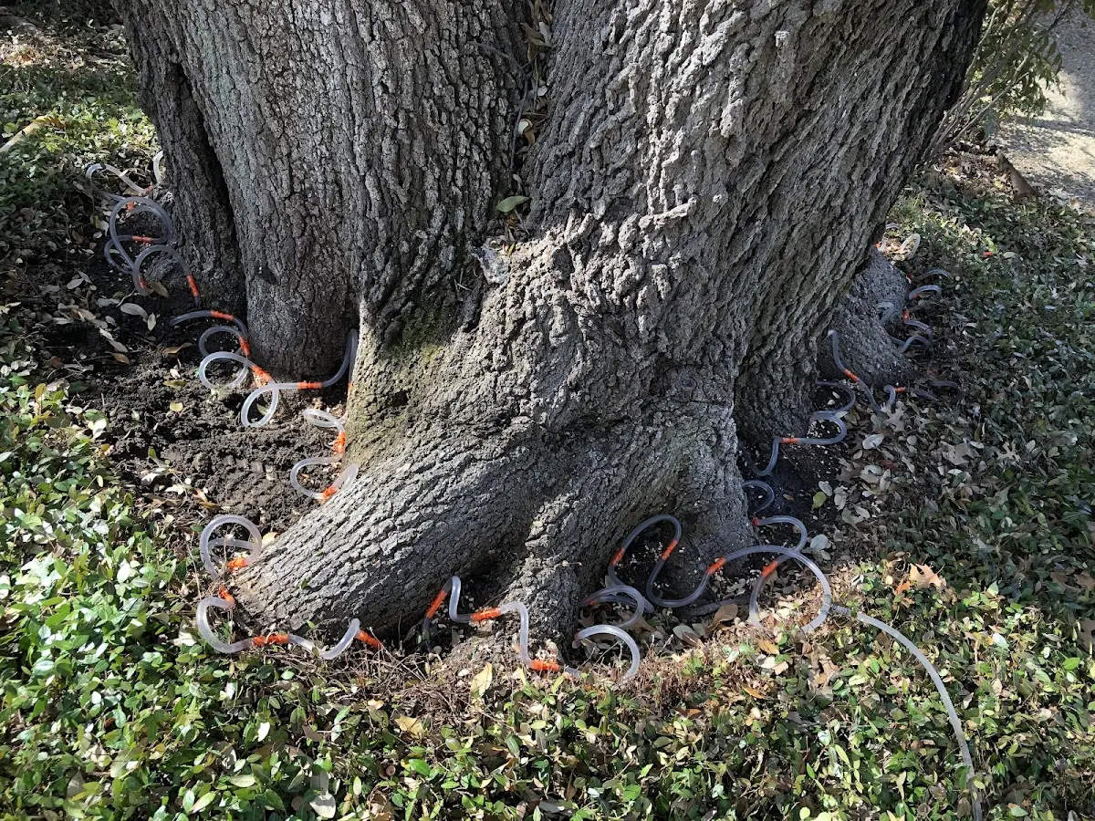 Detailed Tree Cabling and Bracing job site in Schoolcraft