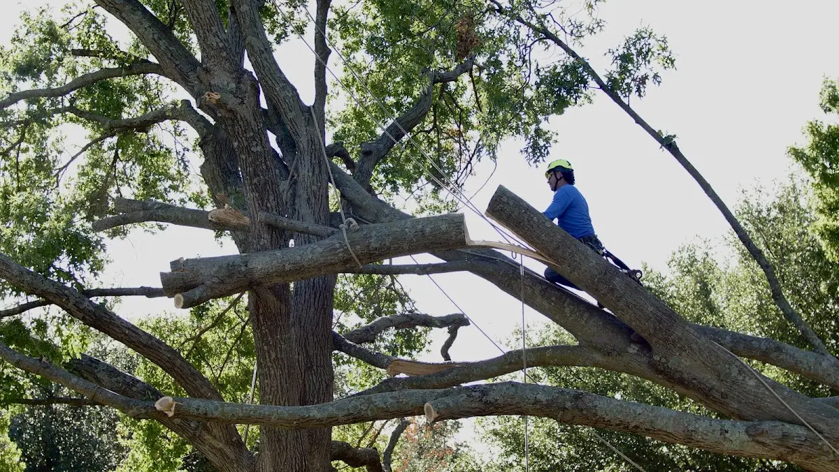 Professional Crown Thinning performed by certified arborists in Schoolcraft