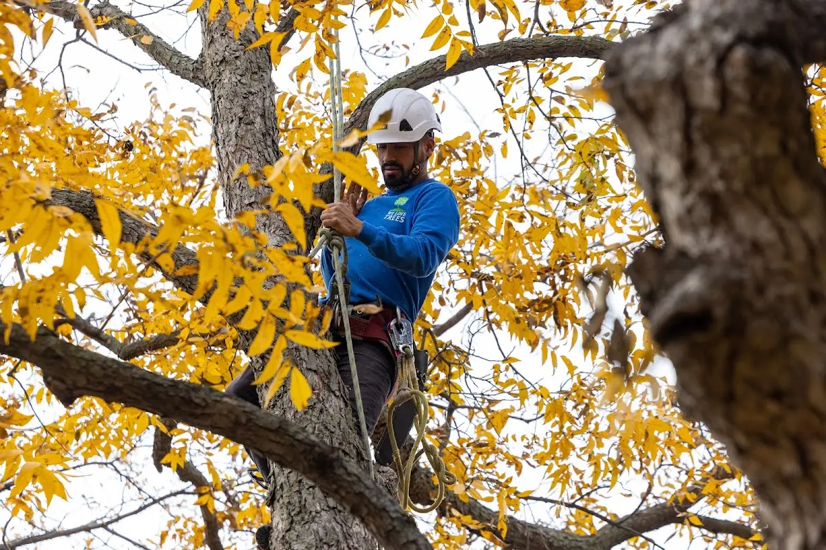 Skilled Dead Tree Removal crew working in Schoolcraft